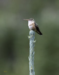 Broad tailed Hummingbird 1893
